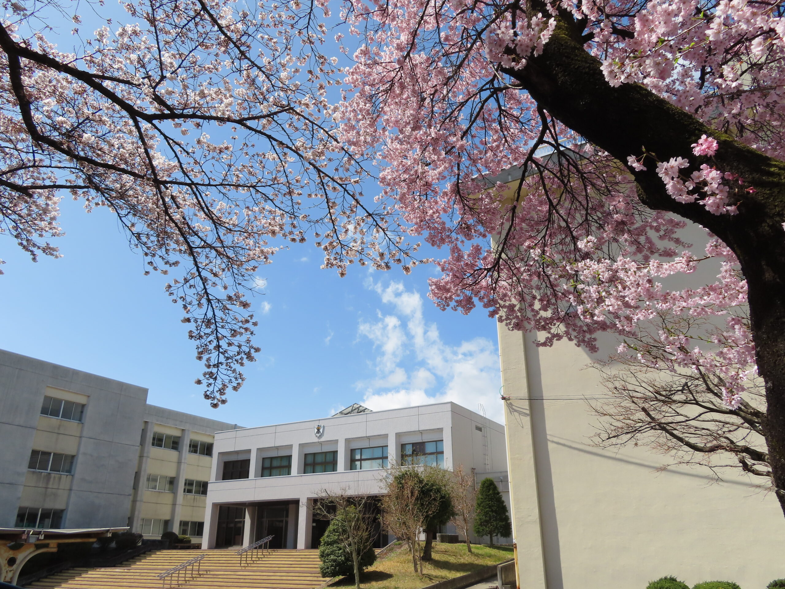 満開の桜越しに見る、青空に映える辰野高校の校舎